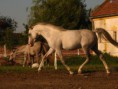 /album/fotogaleria/obrazky-4ever-sk-arabsky-plnokrvnik-zviera-5210195-jpg1/